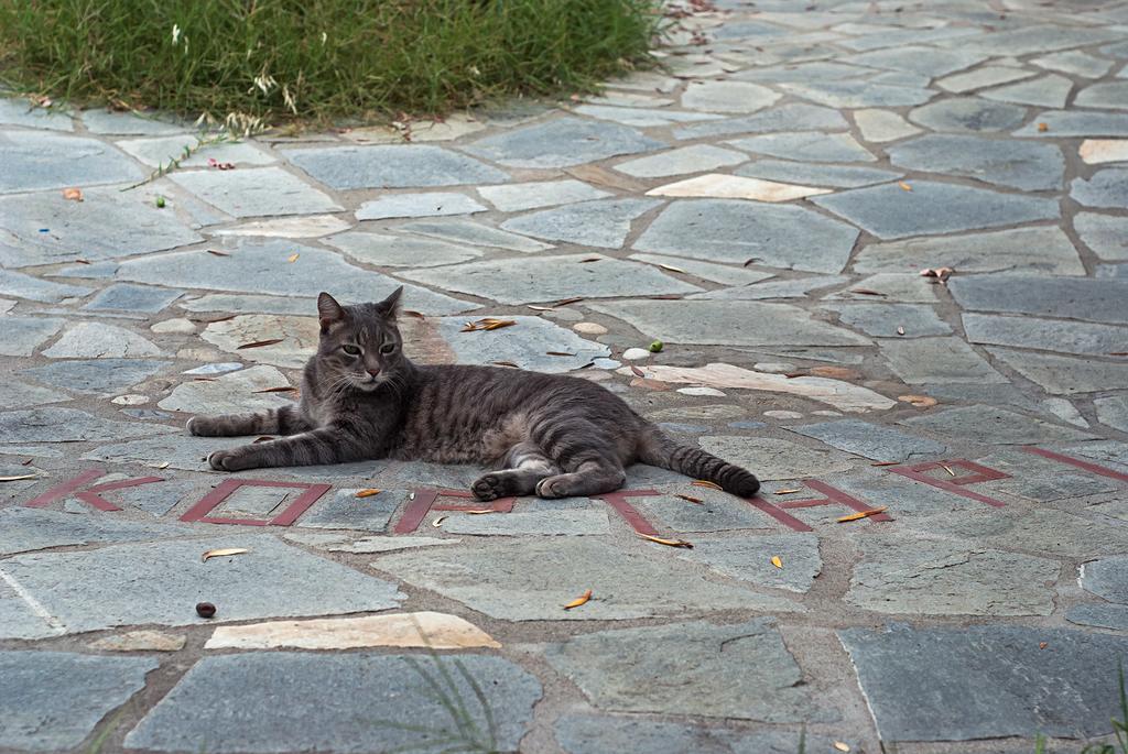 Kortiri Studios Ayios Nikolaos Bagian luar foto